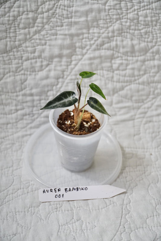 Alocasia Bambino Aurea Variegated 2” Pot Starter – EXACT PLANT – rare variegated alocasia tropical houseplant indoor plant