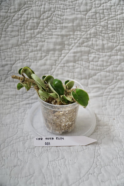 Hoya Rope Variegated 3” Pot – EXACT PLANT – rare variegated hoya tropical houseplant indoor plant
