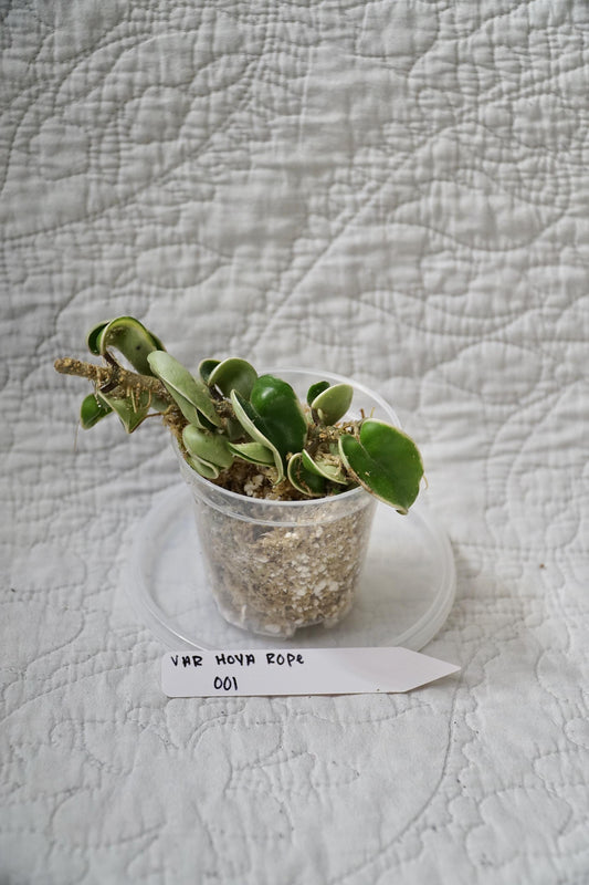 Hoya Rope Variegated 3” Pot – EXACT PLANT – rare variegated hoya tropical houseplant indoor plant