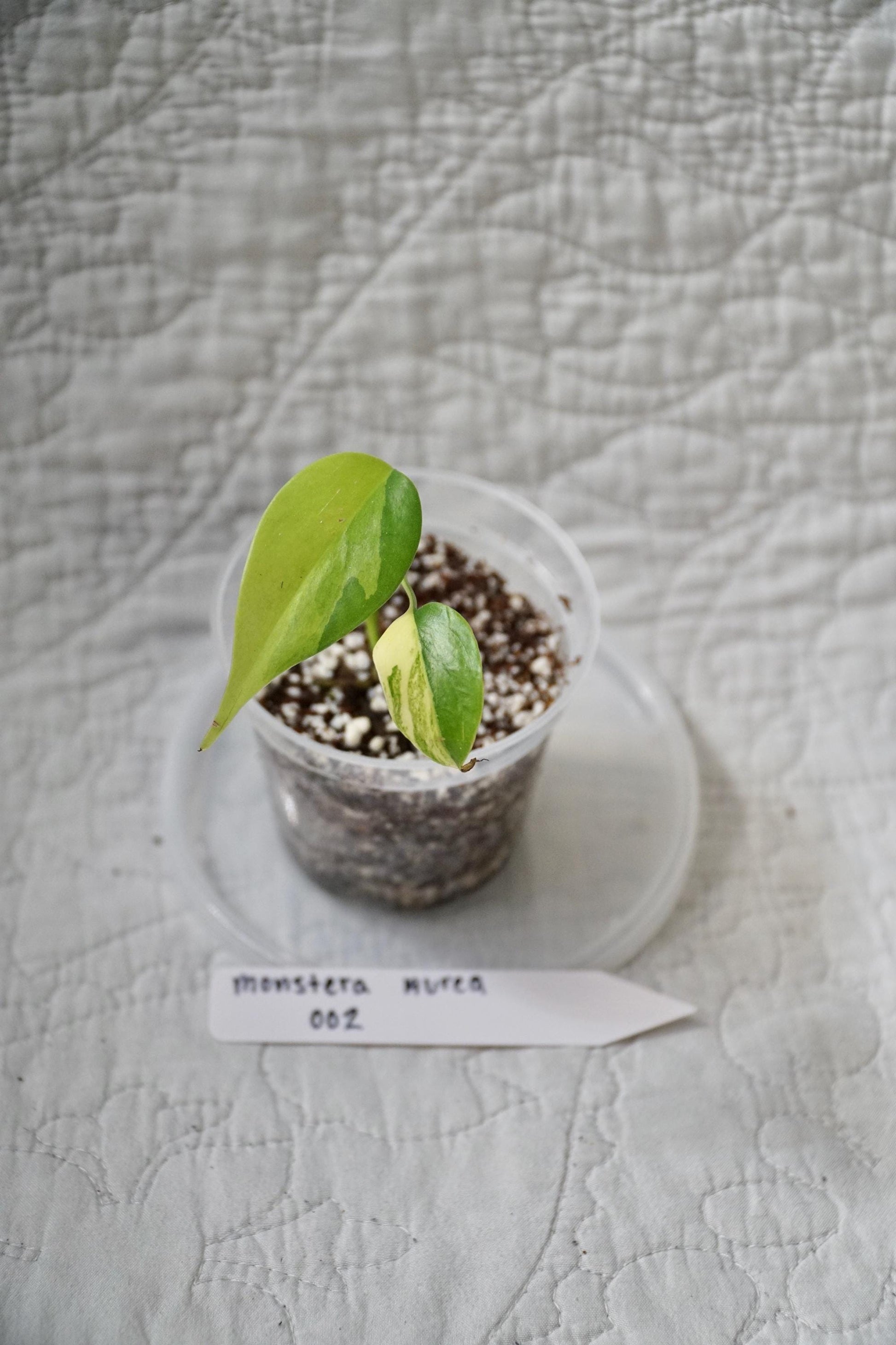 Monstera Deliciosa Aurea Variegated 2" pot – EXACT PLANT – RARE Live Houseplant Halfmoon