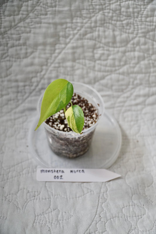 Monstera Deliciosa Aurea Variegated 2" pot – EXACT PLANT – RARE Live Houseplant Halfmoon