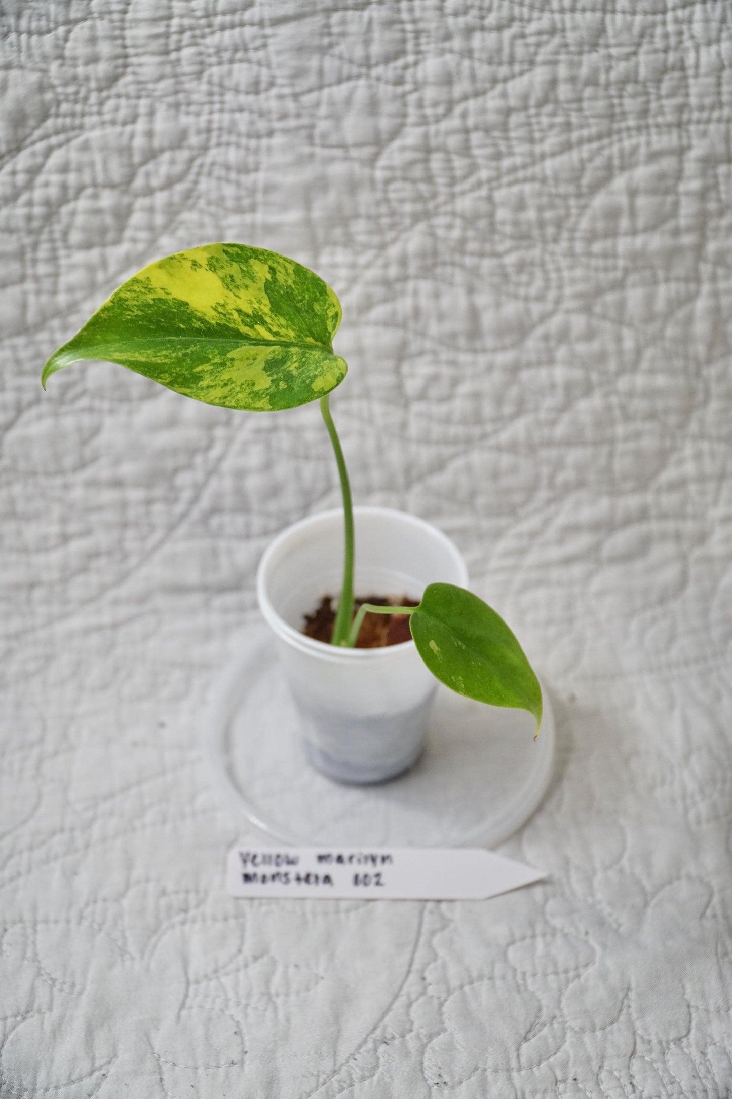 Monstera Deliciosa Yellow Marilyn 'Kunzo' Large Form 2" pot - EXACT Plant - RARE LIVE Houseplant