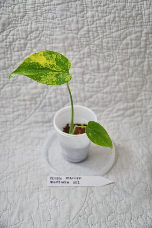 Monstera Deliciosa Yellow Marilyn 'Kunzo' Large Form 2" pot - EXACT Plant - RARE LIVE Houseplant
