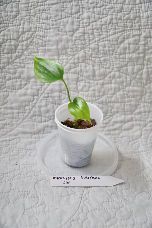 Monstera Sierrana 2” Pot Starter – EXACT PLANT – rare monstera live aroid tropical houseplant