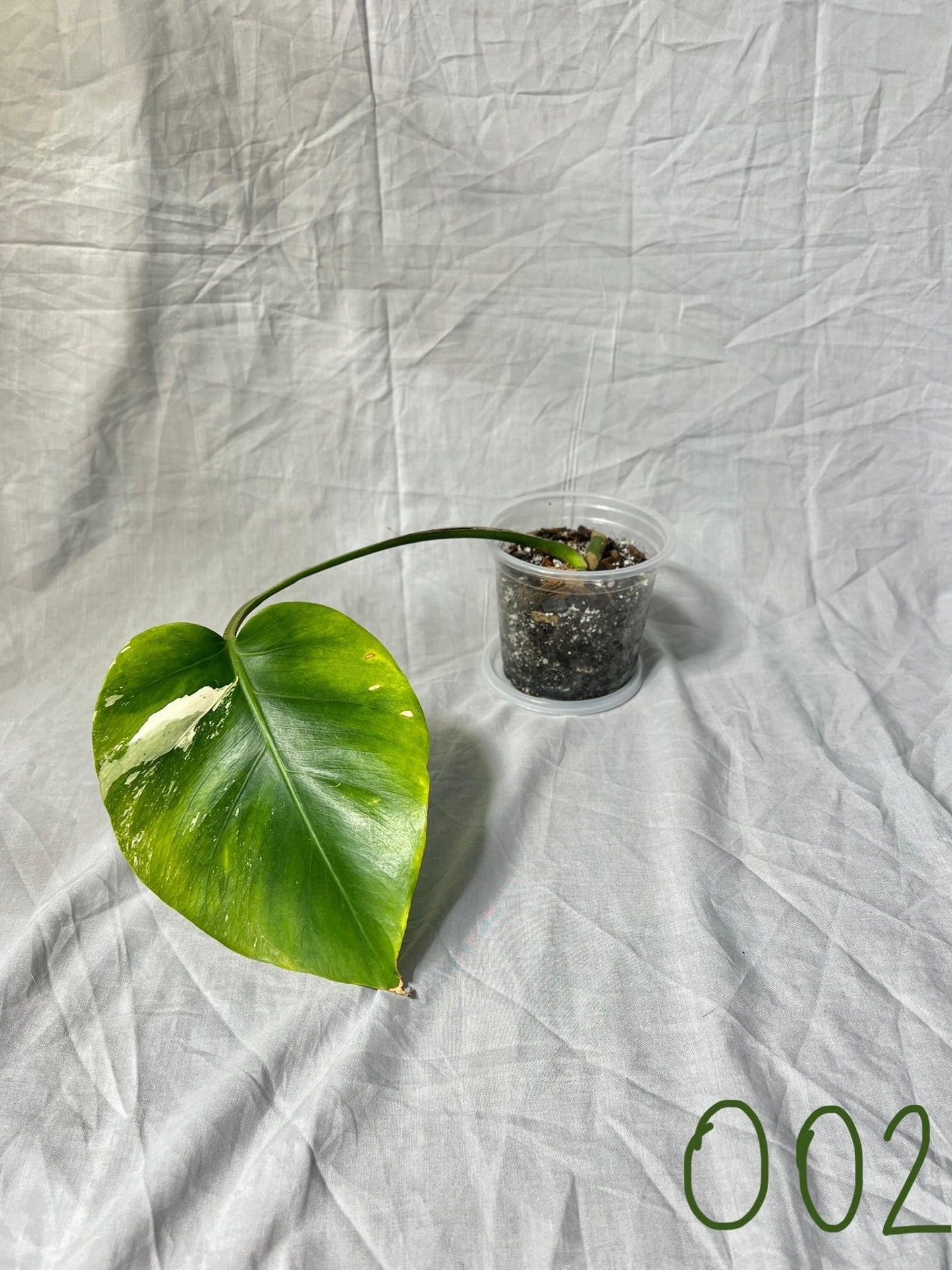 Monstera Deliciosa Albo Vareigated - Choose EXACT PLANT - RARE Live Houseplant