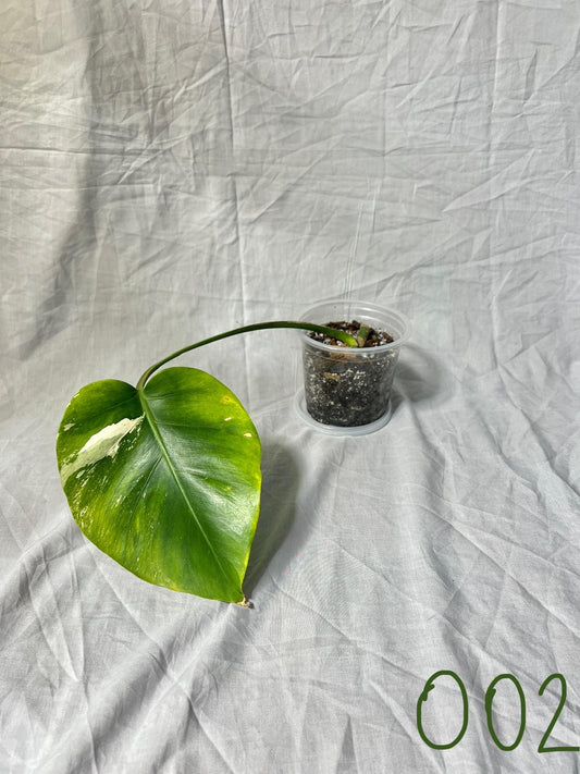 Monstera Deliciosa Albo Vareigated - Choose EXACT PLANT - RARE Live Houseplant