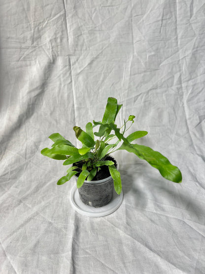 Blue Star Fern 4” Pot EXACT PLANT – Easy Care Live Houseplant Rare Fern