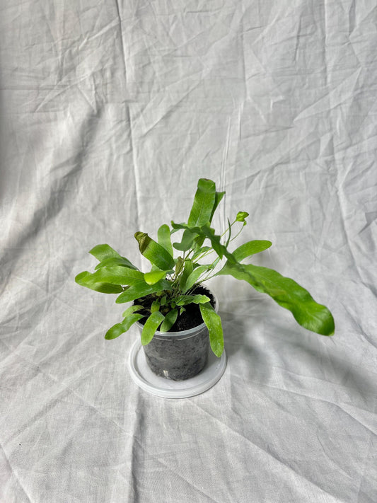 Blue Star Fern 4” Pot EXACT PLANT – Easy Care Live Houseplant Rare Fern