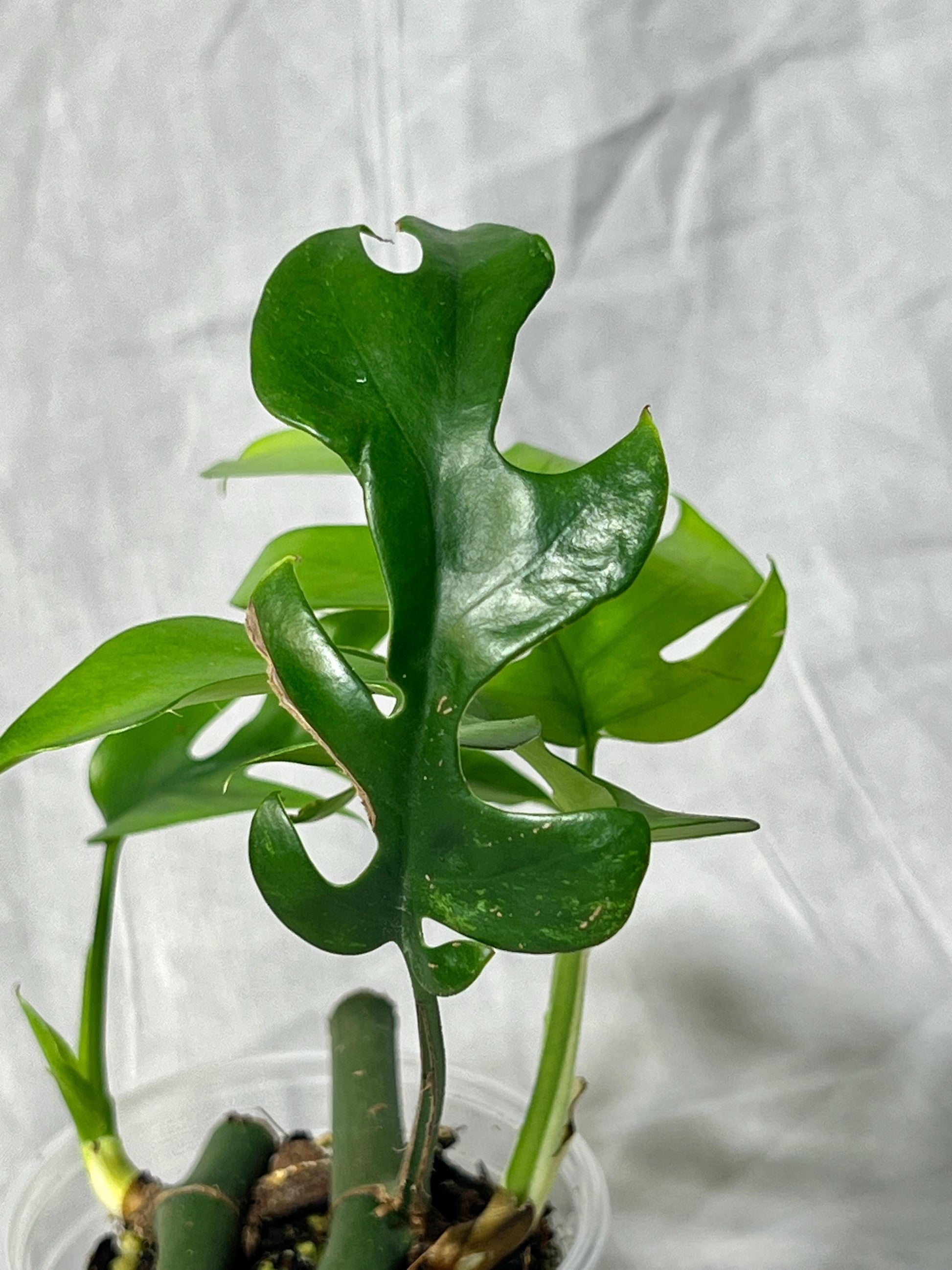 Mini Monstera Starter 3" – Choose EXACT Plant – Reverted from VARIEGATED mother Plant - RARE Aroid