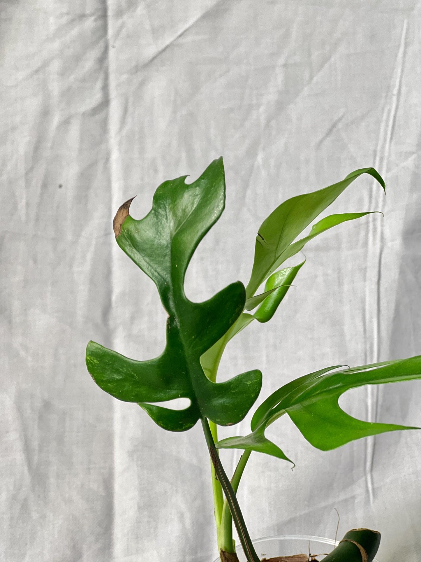 Mini Monstera Starter 3" – Choose EXACT Plant – Reverted from VARIEGATED mother Plant - RARE Aroid