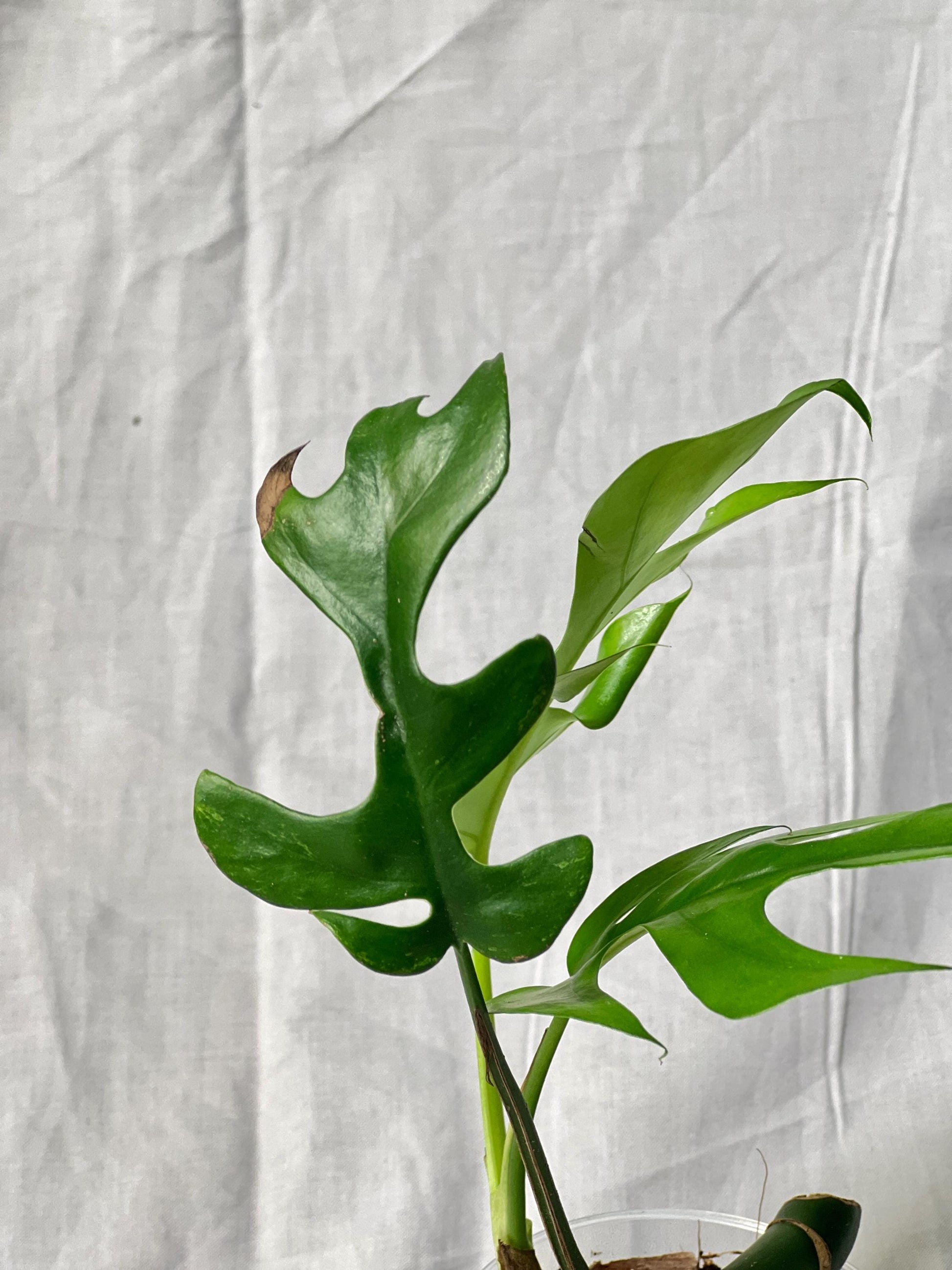 Mini Monstera Starter 3" – Choose EXACT Plant – Reverted from VARIEGATED mother Plant - RARE Aroid