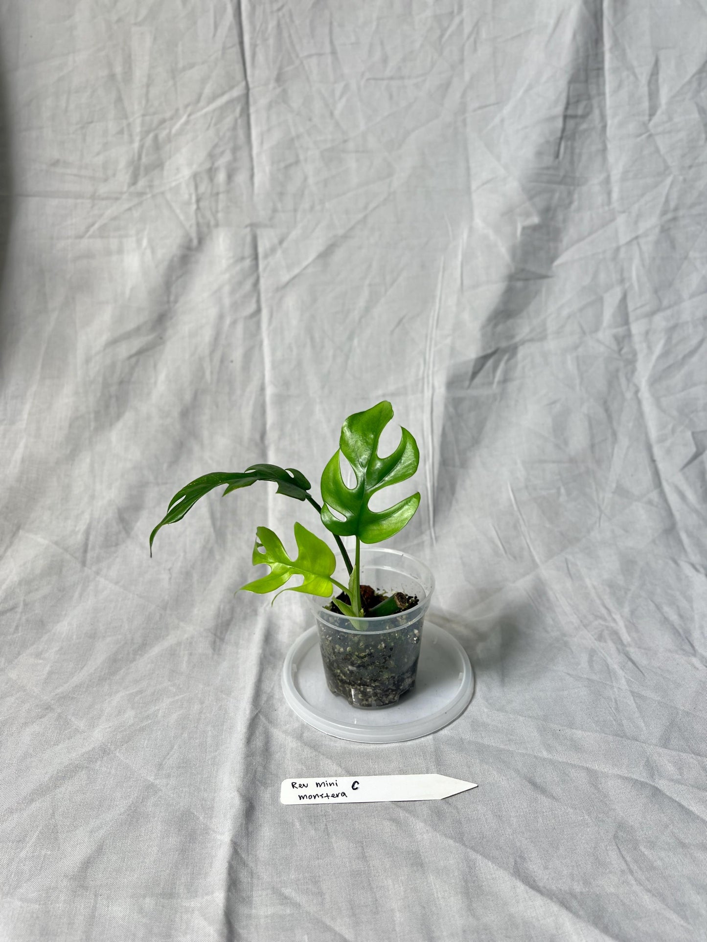 Mini Monstera Starter 3" – Choose EXACT Plant – Reverted from VARIEGATED mother Plant - RARE Aroid