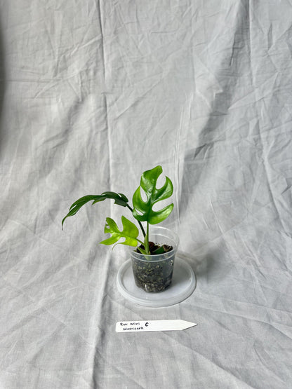 Mini Monstera Starter 3" – Choose EXACT Plant – Reverted from VARIEGATED mother Plant - RARE Aroid