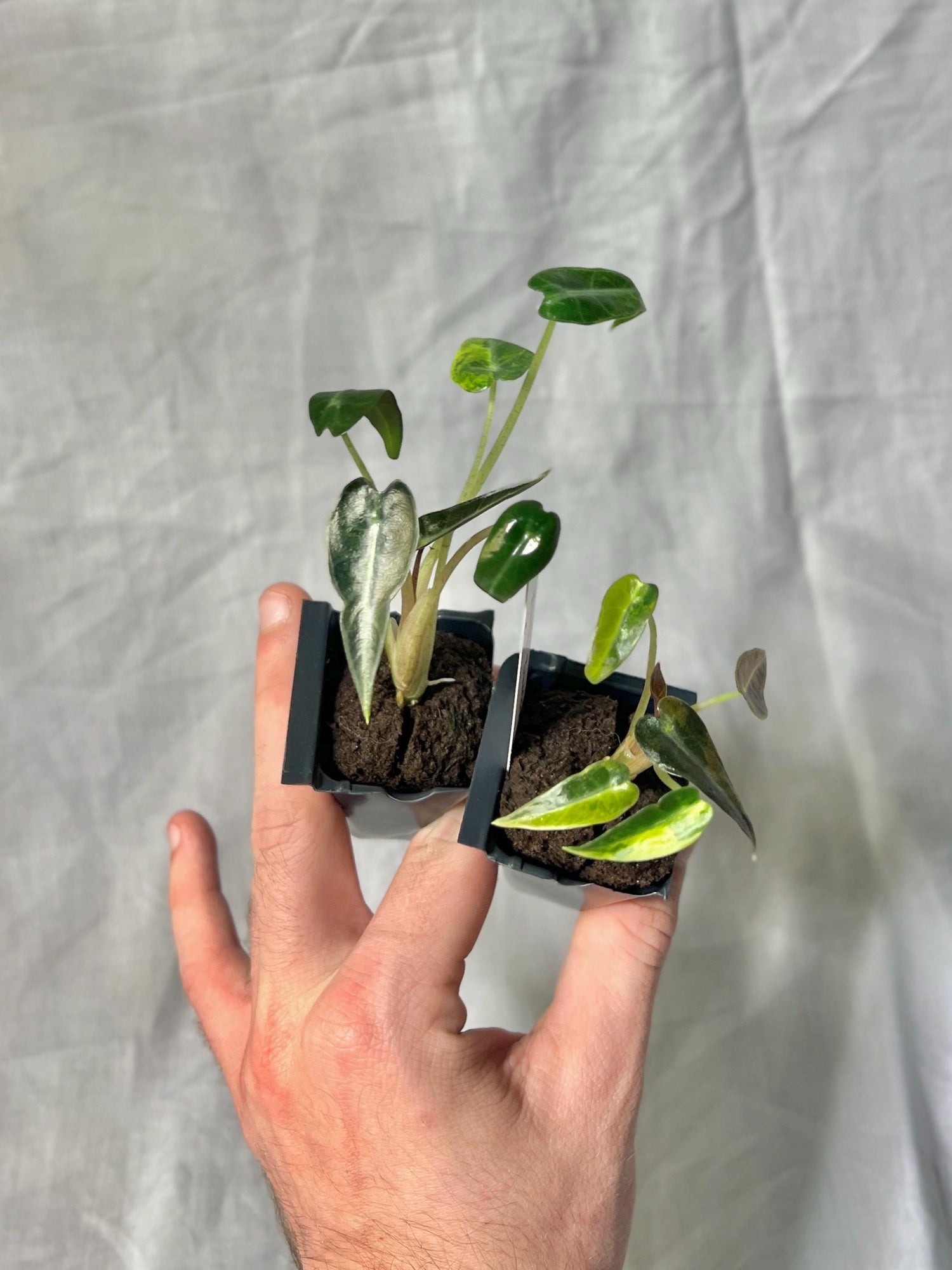 Rare Alocasia Aurea Bambino Variegated Starter Plug - GROWERS CHOICE! - Established Rooted Starte Plant