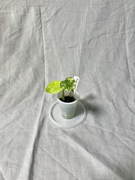Monstera Deliciosa White Monster 'Kunzo' Starter Plant 2" - EXACT Plant - RARE Live Plant