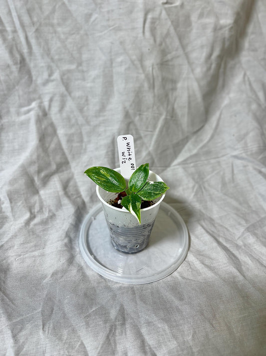 Philodendron White Wizard 2” Pot Starter – EXACT PLANT – rare variegated philodendron live aroid tropical houseplant