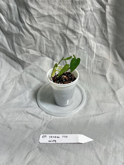 Epipremnum Pinnatum Yellow Mint Starter Plant 2" Pot – EXACT PLANT – RARE Live Houseplant