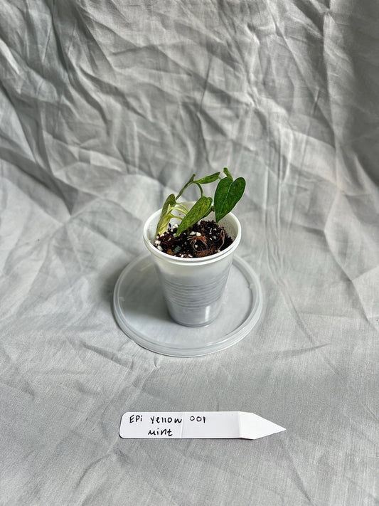 Epipremnum Pinnatum Yellow Mint Starter Plant 2" Pot – EXACT PLANT – RARE Live Houseplant