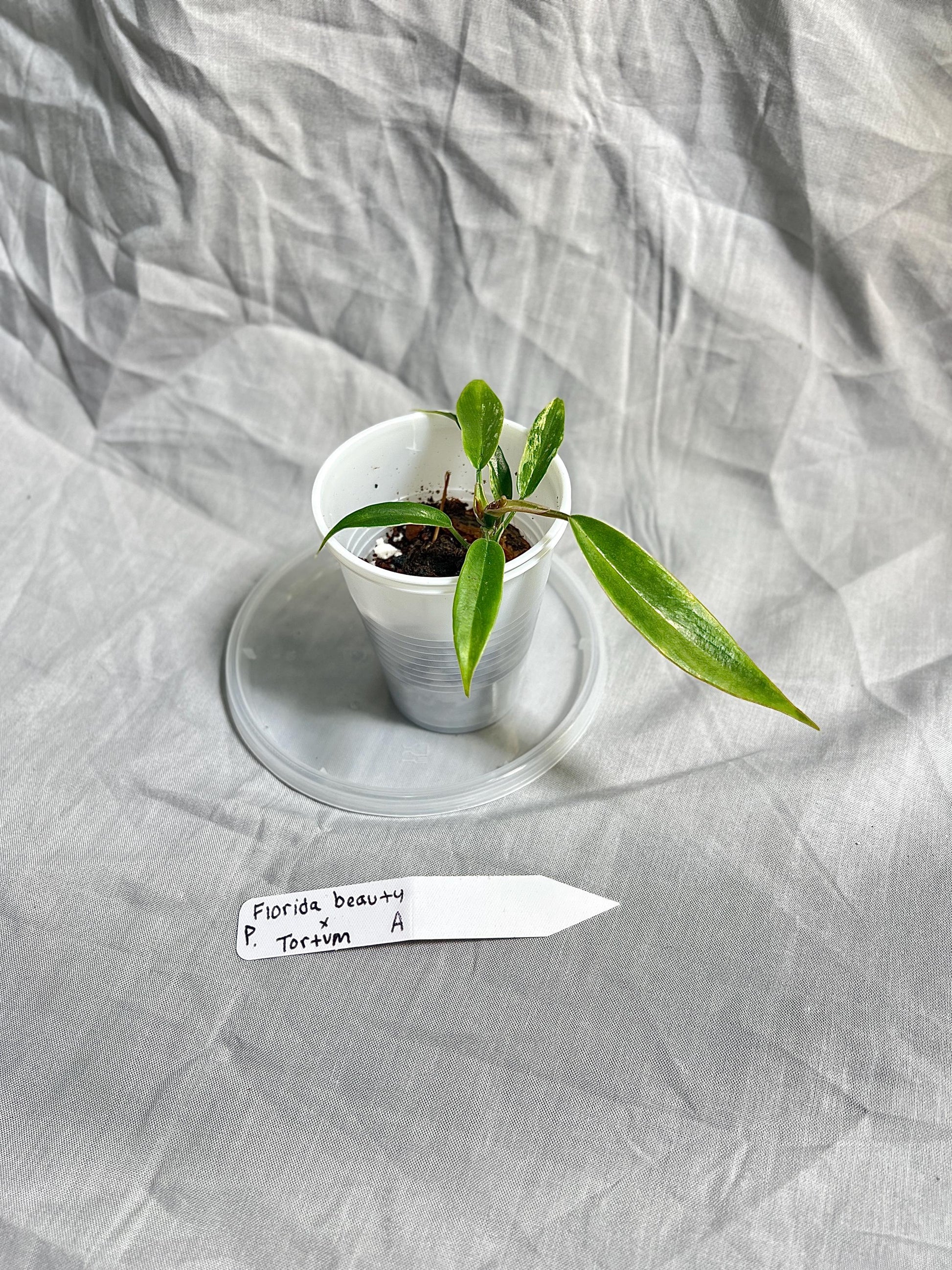 Philodendron Florida Beauty × Tortum Hybrid 2” Pot Starter – EXACT PLANT – rare philodendron hybrid live aroid tropical houseplant