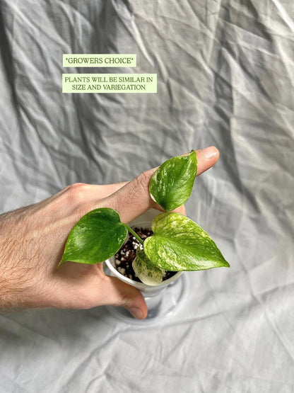 Monstera Deliciosa 'White Monster' Large Form Starter Plants - Rare Kuzno Plant - GROWERS CHOICE
