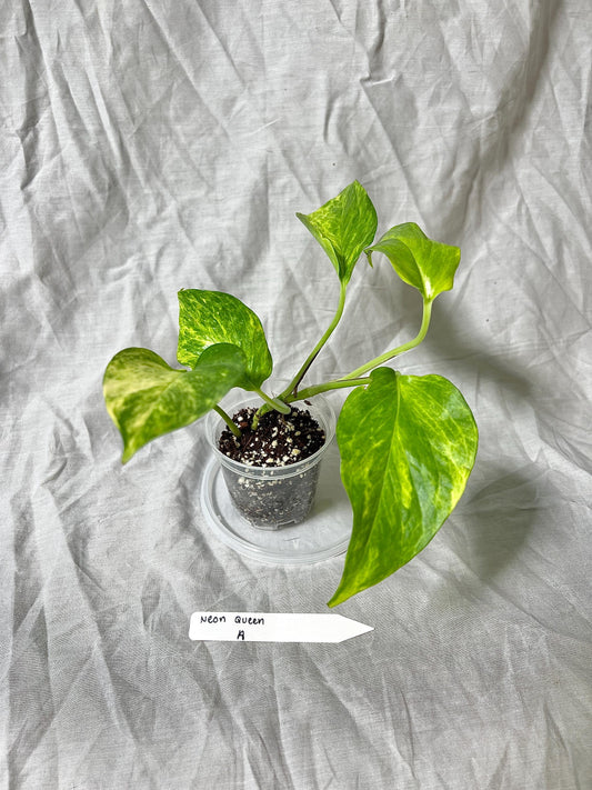 Pothos 'Neon Queen' 3" Pot - Epipremnum Aureum RARE PLANT - Choose EXACT Plant - Live House Plant
