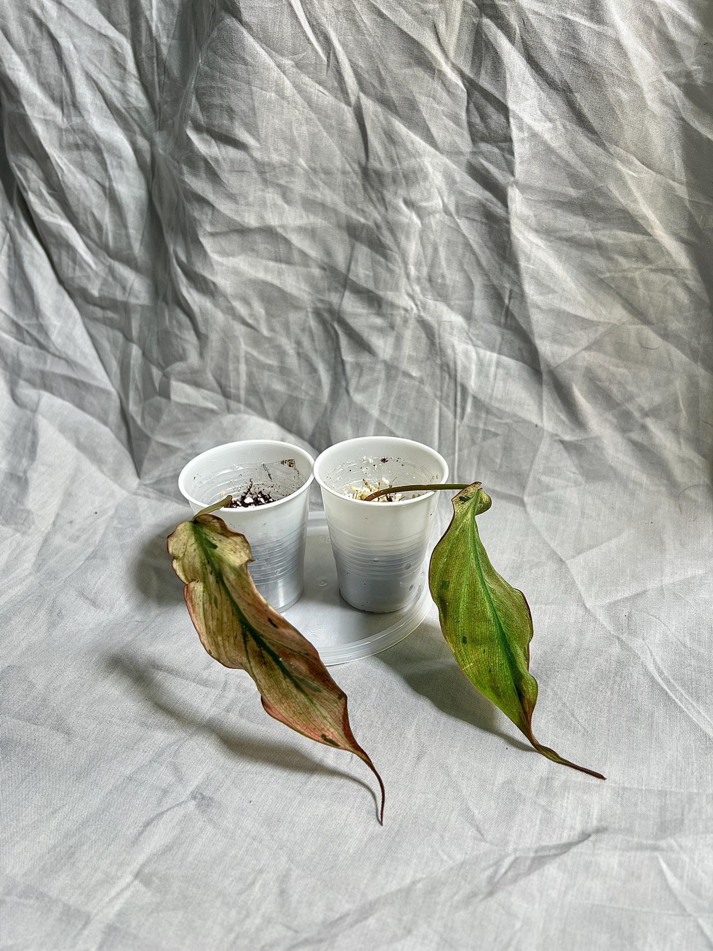 Philodendron Micans ‘Mint’ – Rooted Cutting Choose EXACT Plant - Rare Variegated Velvet Aroid – Live Houseplant
