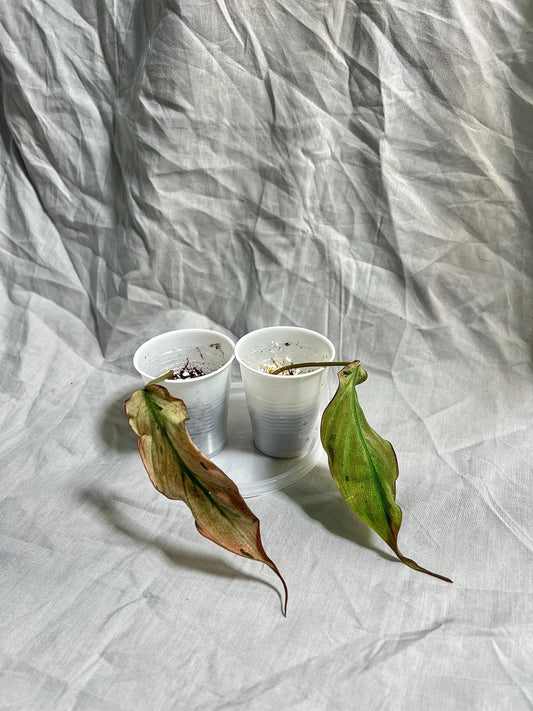 Philodendron Micans ‘Mint’ – Rooted Cutting Choose EXACT Plant - Rare Variegated Velvet Aroid – Live Houseplant