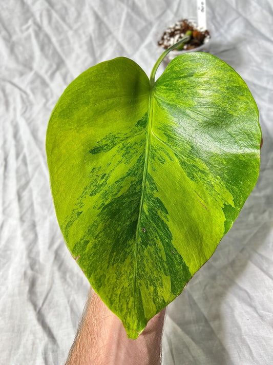Monstera Deliciosa Variegated Green on Green 3" pot - RARE plant 1 Leaf/Node Rooted EXACT plant - Rare LIVE House Plant
