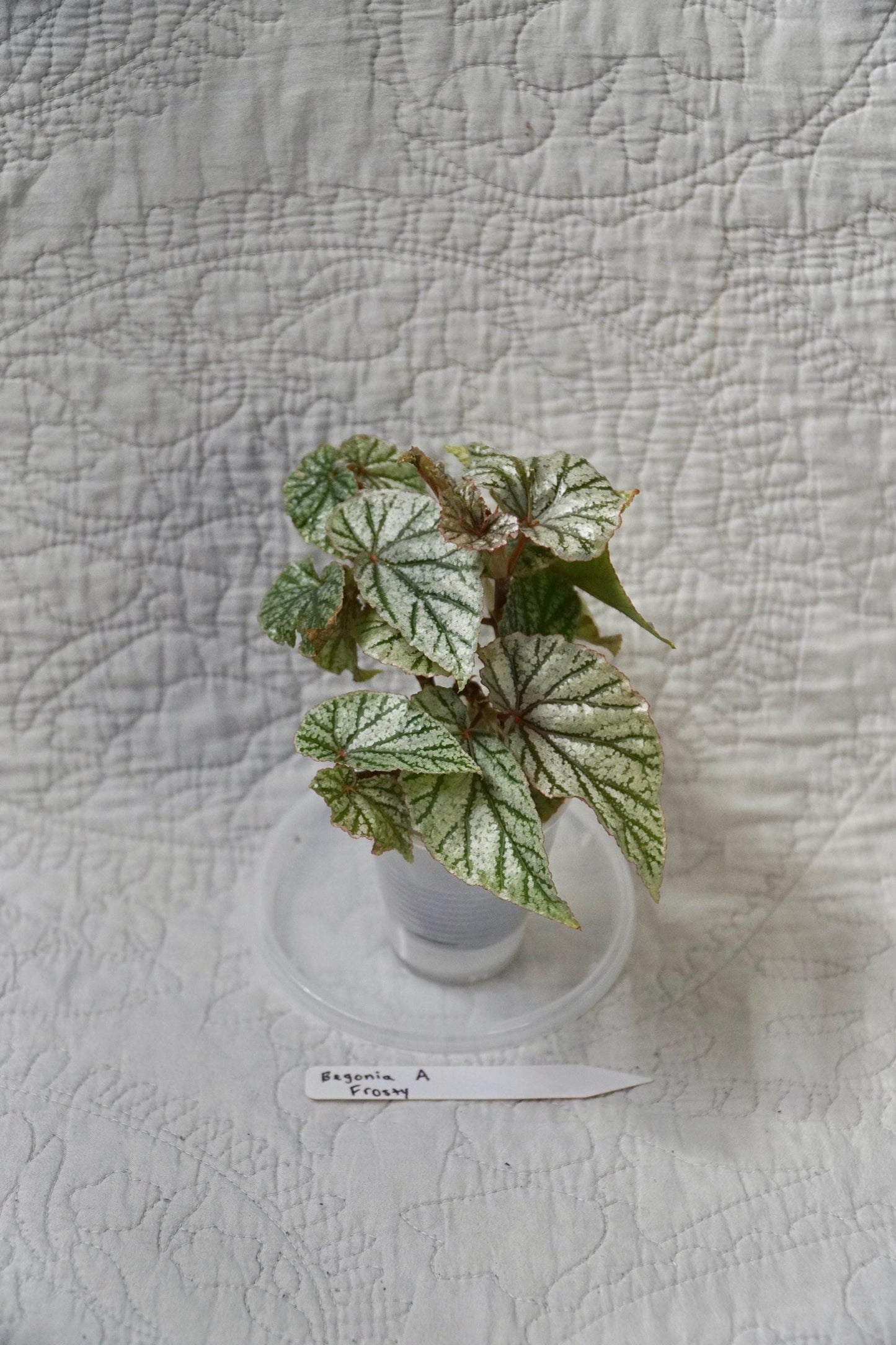 Begonia Frosty 2” Pot – EXACT PLANT – Rare Live Houseplant