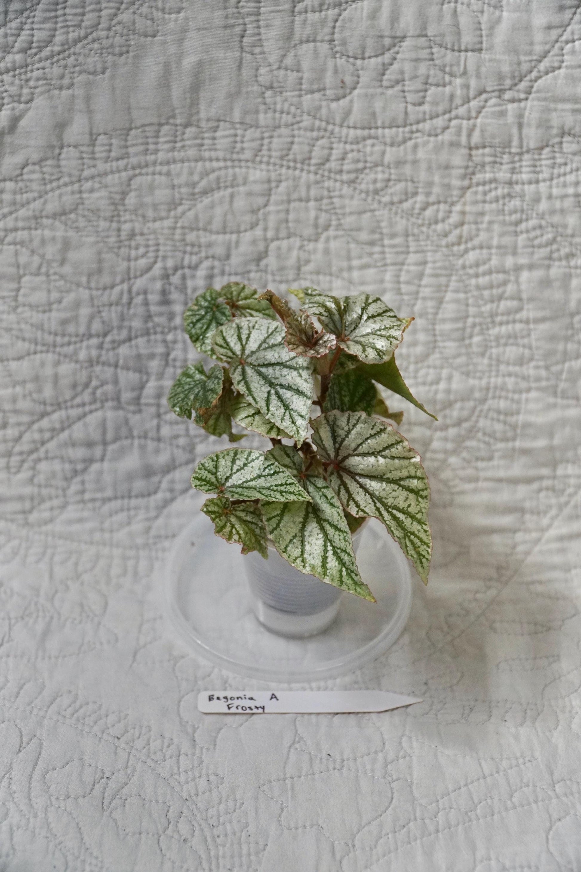 Begonia Frosty 2” Pot – EXACT PLANT – Rare Live Houseplant