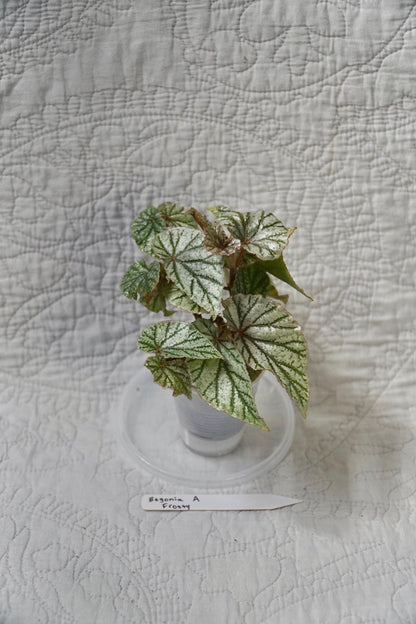 Begonia Frosty 2” Pot – EXACT PLANT – Rare Live Houseplant