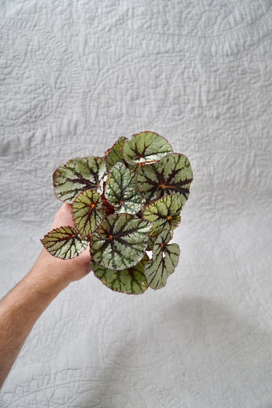 Begonia Fedor 3" Pot – EXACT PLANT – rare live houseplant indoor plant tropical begonia