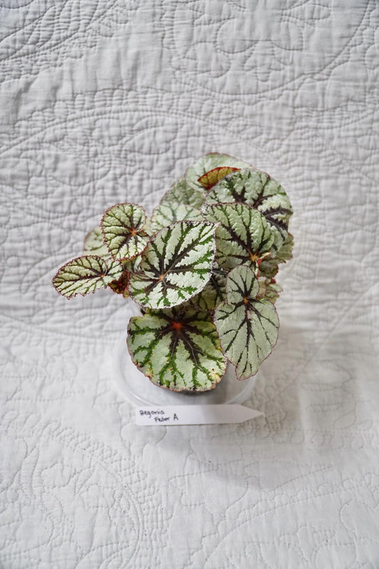 Begonia Fedor 3" Pot – EXACT PLANT – rare live houseplant indoor plant tropical begonia
