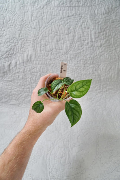 Monstera Siltepecana – Silver Monstera – Choose EXACT Plant - RARE Climbing Aroid Plant