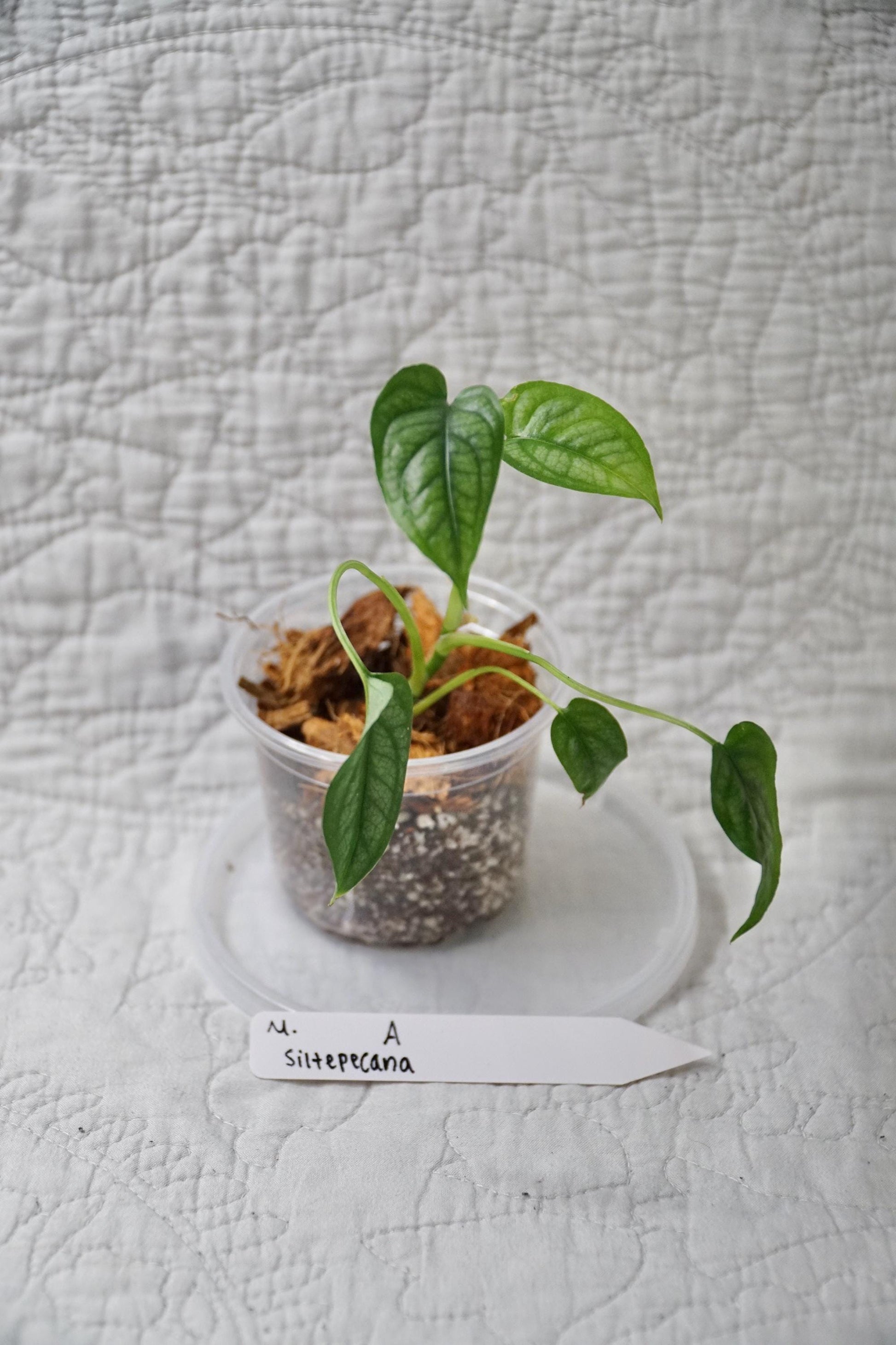 Monstera Siltepecana – Silver Monstera – Choose EXACT Plant - RARE Climbing Aroid Plant