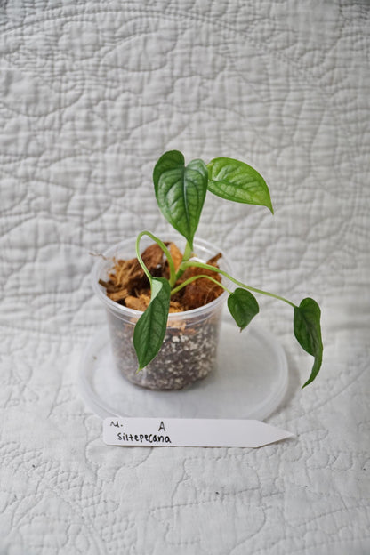Monstera Siltepecana – Silver Monstera – Choose EXACT Plant - RARE Climbing Aroid Plant