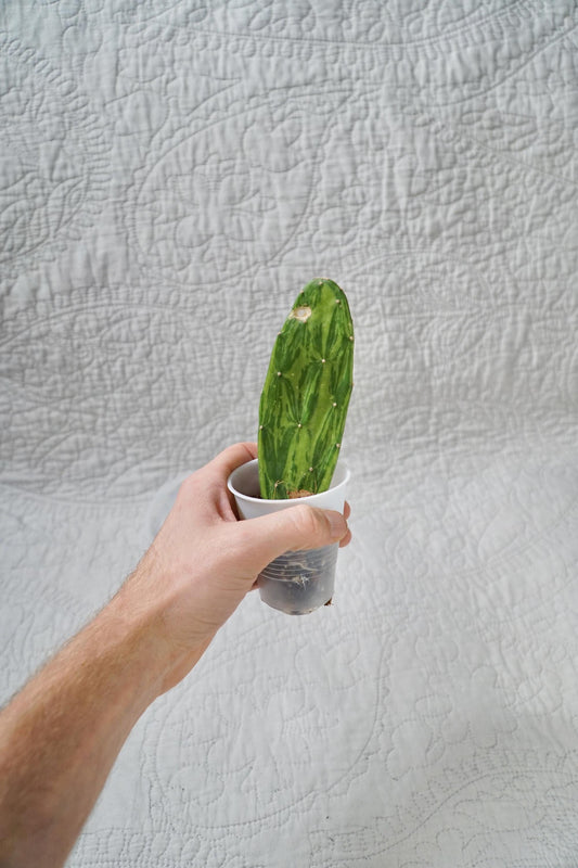 Variegated Prickly Pear Cactus – EXACT PLANT – rare variegated cactus live houseplant indoor succulent