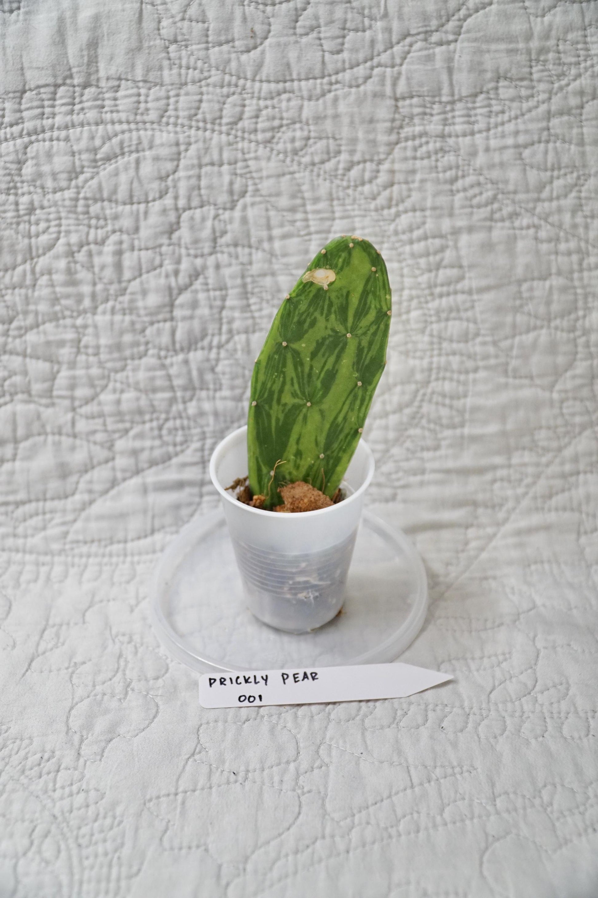 Variegated Prickly Pear Cactus – EXACT PLANT – rare variegated cactus live houseplant indoor succulent