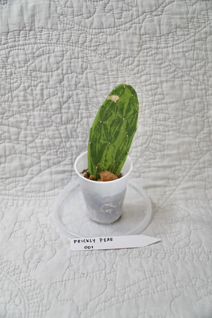 Variegated Prickly Pear Cactus – EXACT PLANT – rare variegated cactus live houseplant indoor succulent
