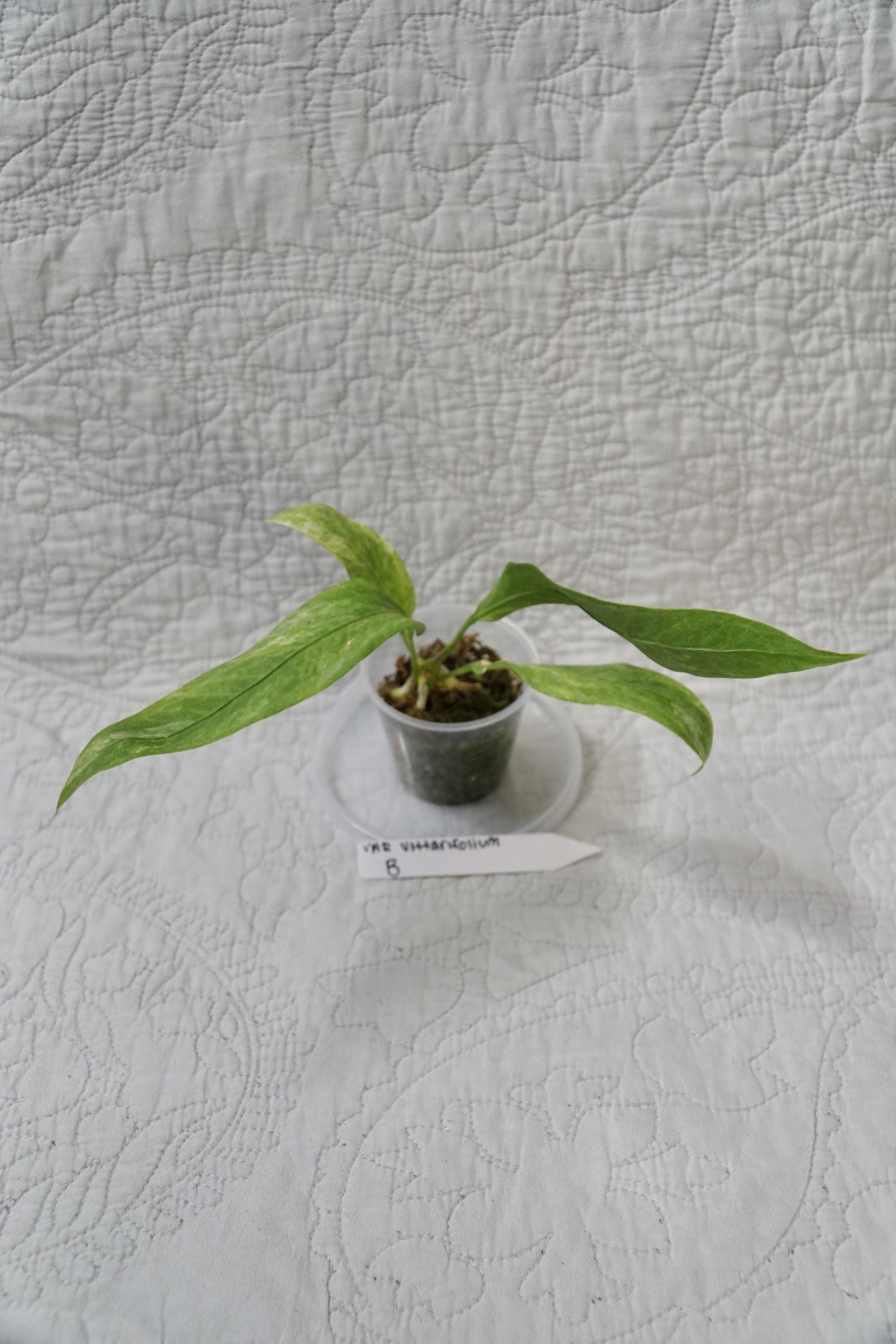 Vittarifolium Anthurium Variegated 3" - EXACT PLANT - RARE Live Houseplant anthurium tropical plant