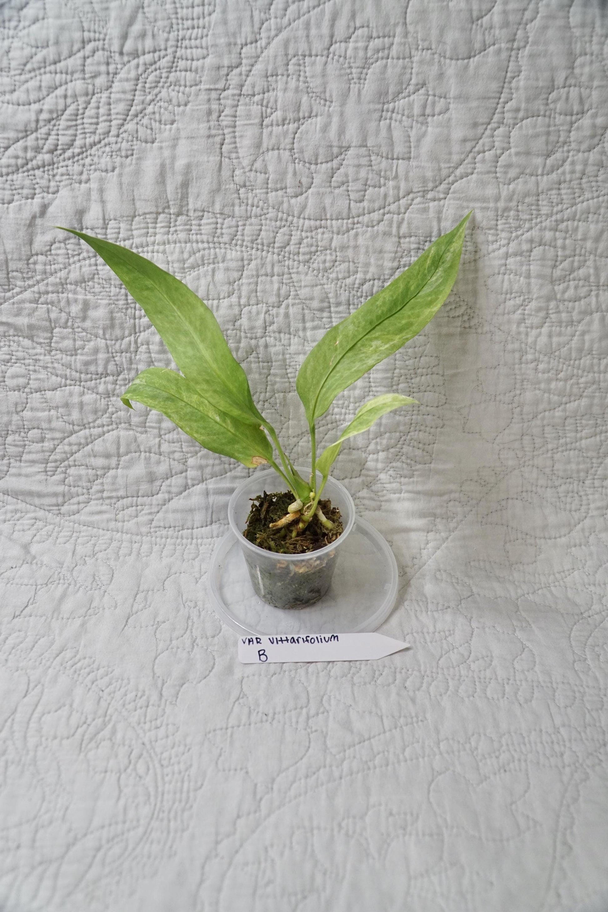 Vittarifolium Anthurium Variegated 3" - EXACT PLANT - RARE Live Houseplant anthurium tropical plant