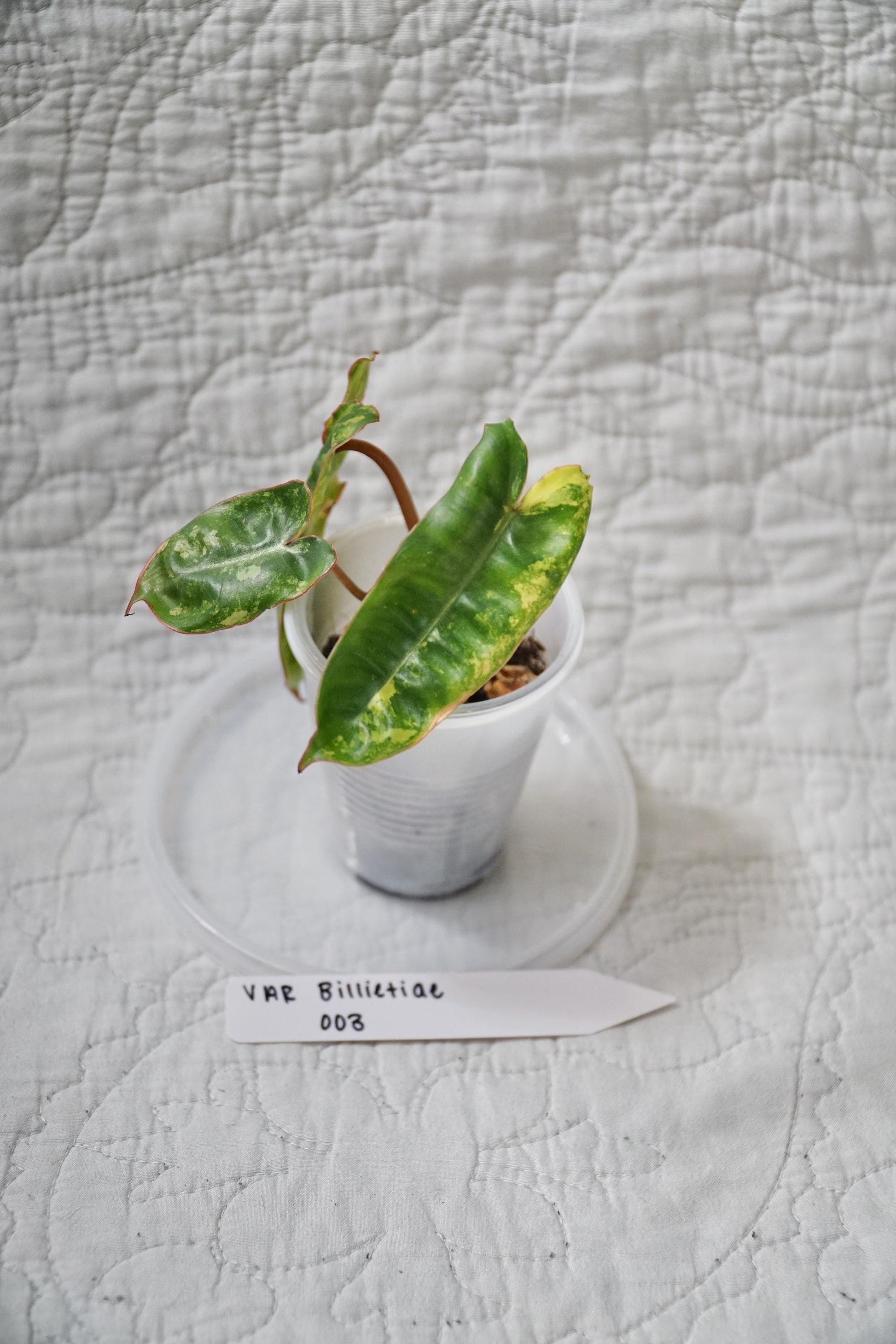 Philodendron Billietiae Variegated 2” Pot Starter – EXACT PLANT – rare variegated philodendron live aroid tropical houseplant
