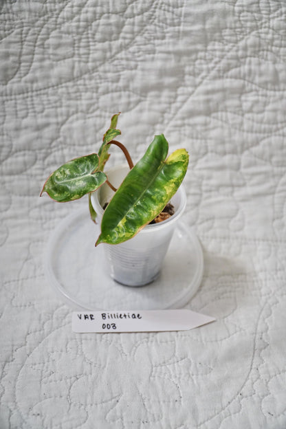 Philodendron Billietiae Variegated 2” Pot Starter – EXACT PLANT – rare variegated philodendron live aroid tropical houseplant