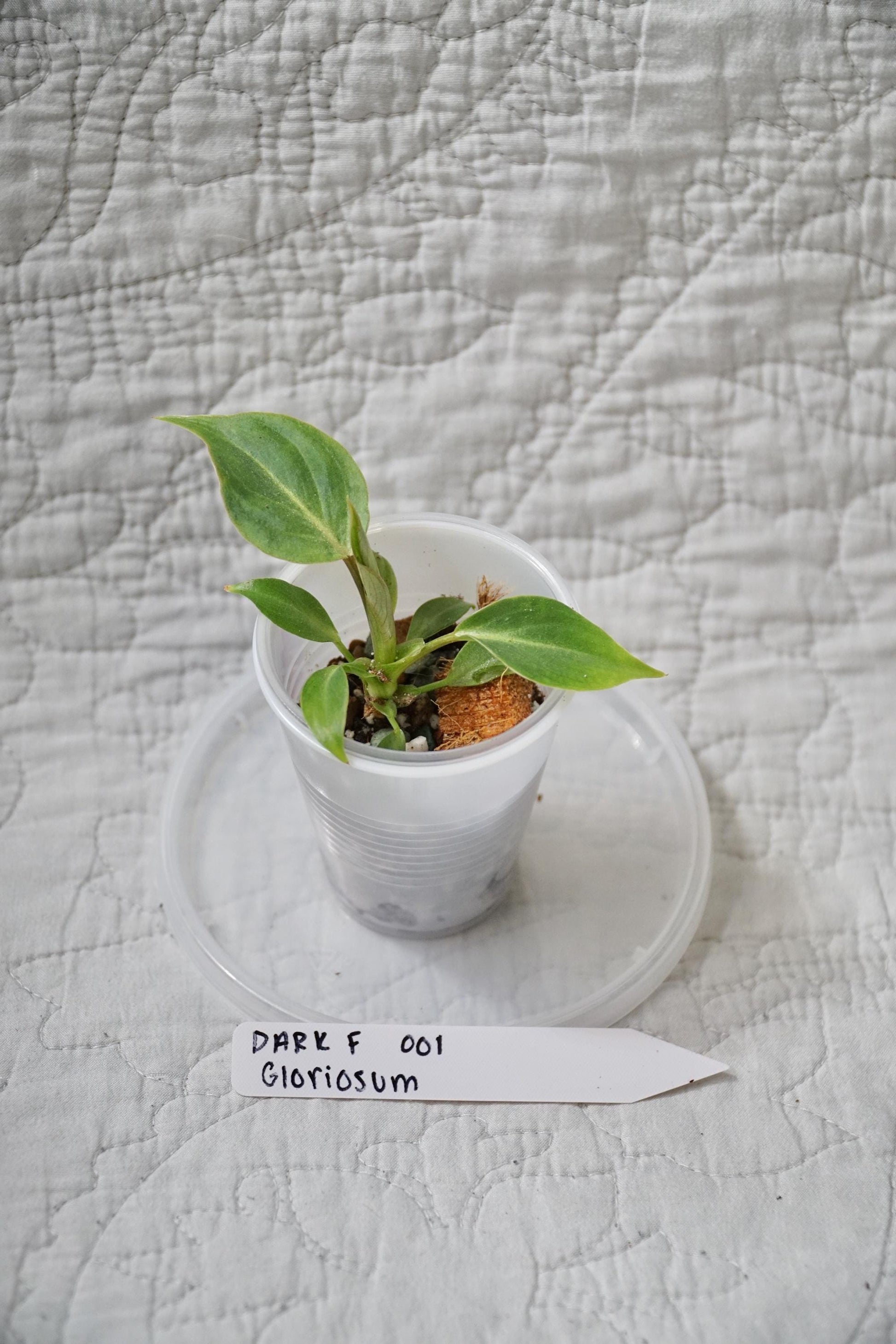 Philodendron Gloriosum Dark Form 2” Starter – EXACT PLANT – rare philodendron live aroid tropical houseplant