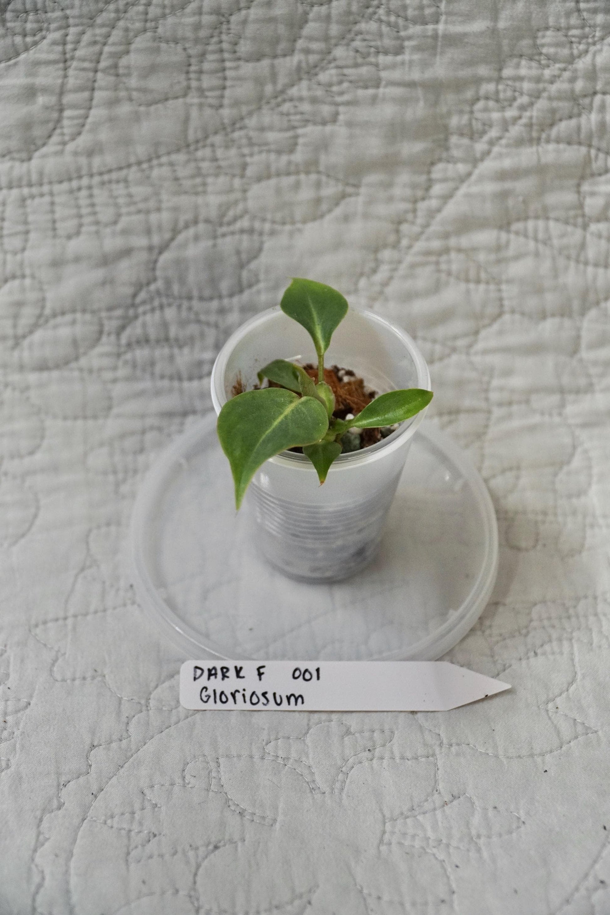 Philodendron Gloriosum Dark Form 2” Starter – EXACT PLANT – rare philodendron live aroid tropical houseplant