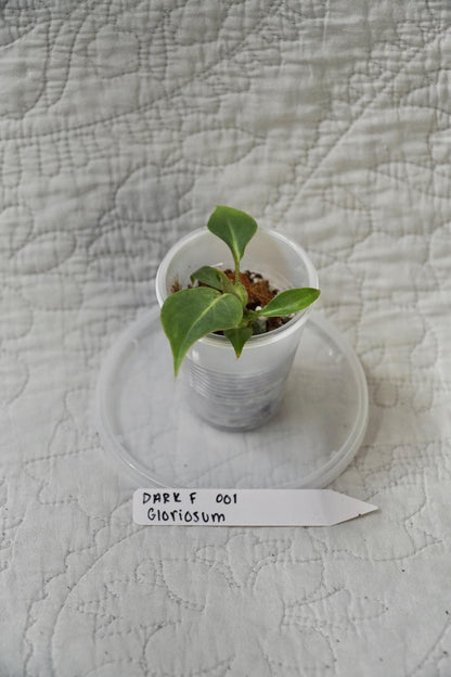 Philodendron Gloriosum Dark Form 2” Starter – EXACT PLANT – rare philodendron live aroid tropical houseplant