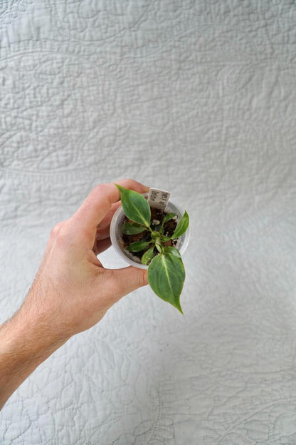 Philodendron Gloriosum Dark Form 2” Starter – EXACT PLANT – rare philodendron live aroid tropical houseplant