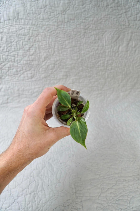 Philodendron Gloriosum Dark Form 2” Starter – EXACT PLANT – rare philodendron live aroid tropical houseplant