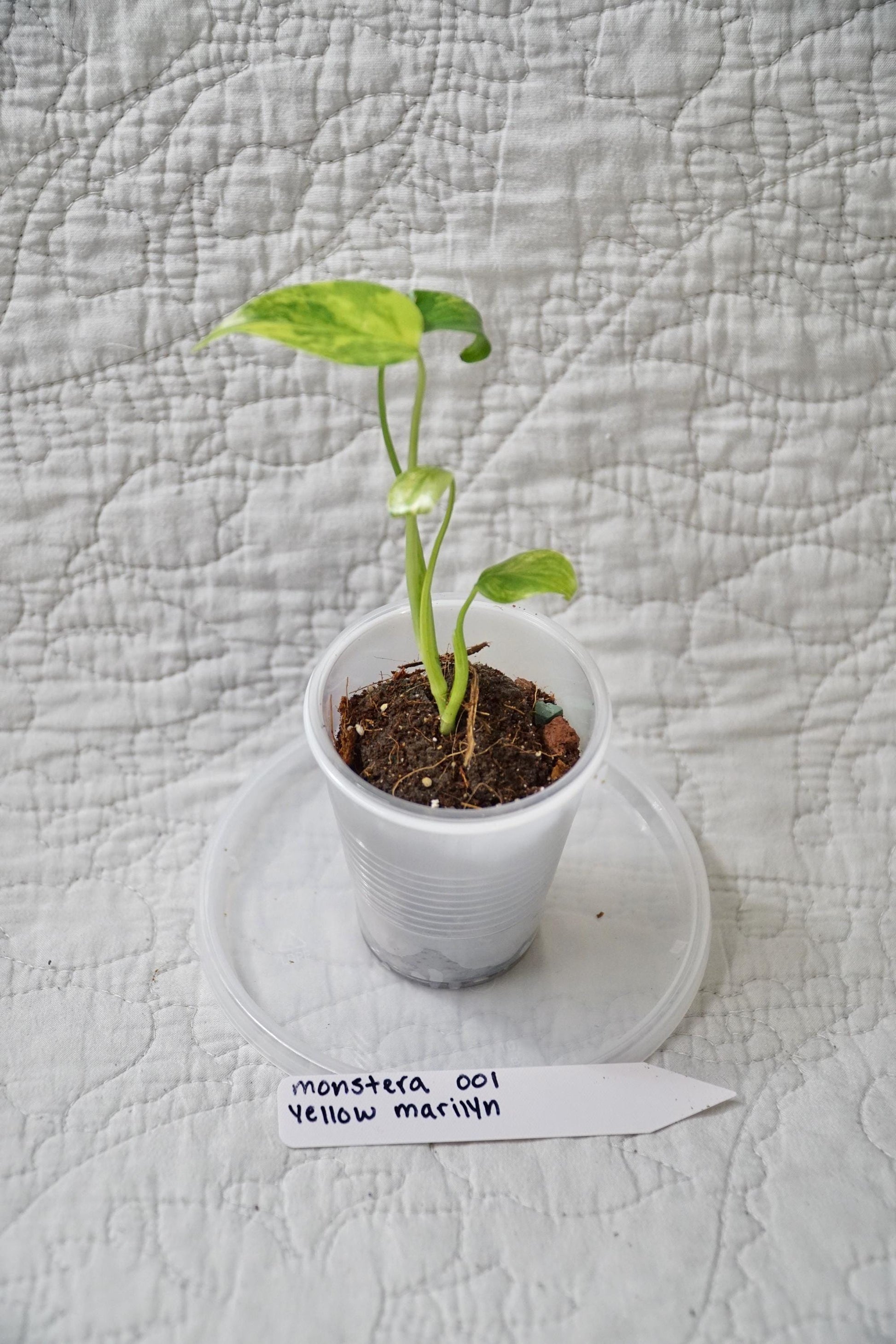 Monstera Deliciosa Yellow Marilyn 'Kunzo' Large Form 2" pot - EXACT Plant - RARE LIVE Houseplant