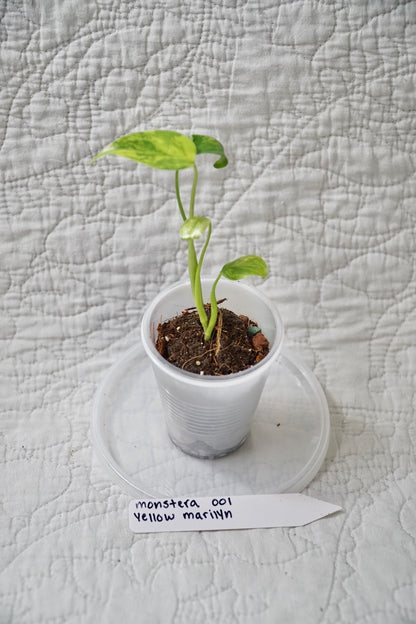 Monstera Deliciosa Yellow Marilyn 'Kunzo' Large Form 2" pot - EXACT Plant - RARE LIVE Houseplant